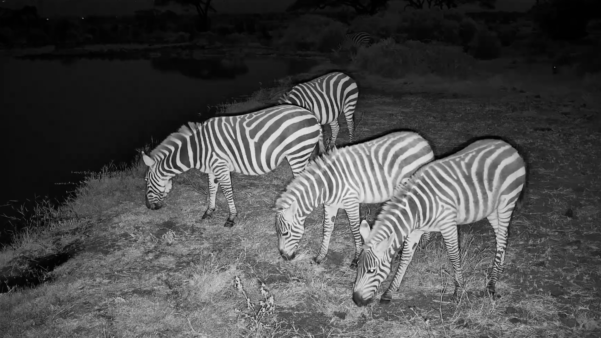 Grazing Under the Cover of Darkness
