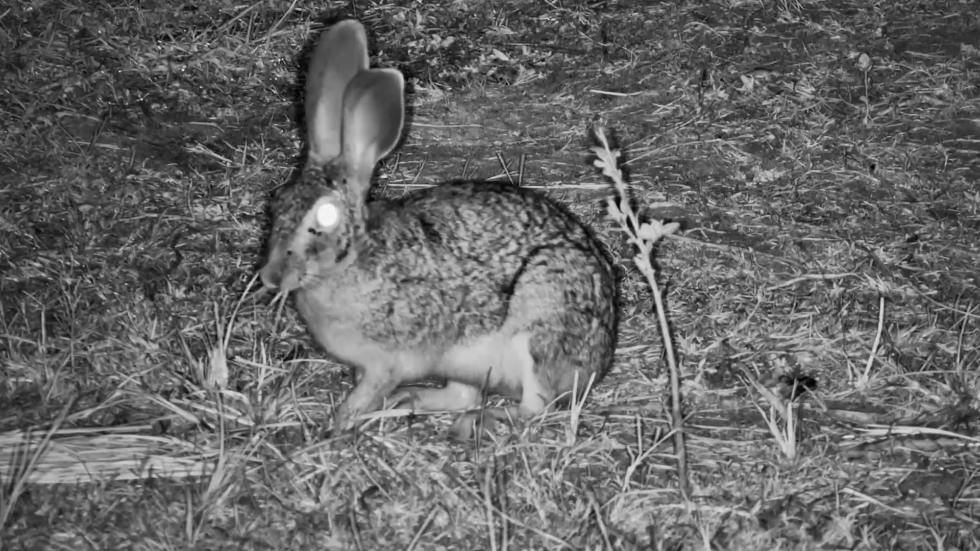 Midnight Snack Time