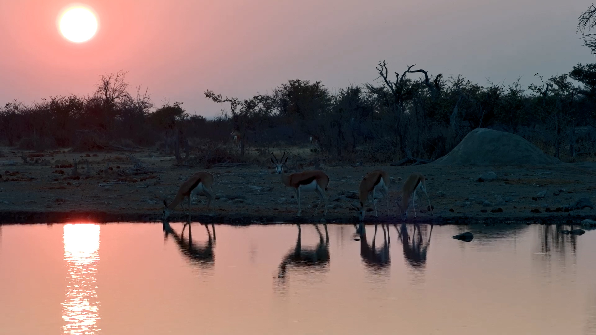 Springbok Welcome the Sunrise