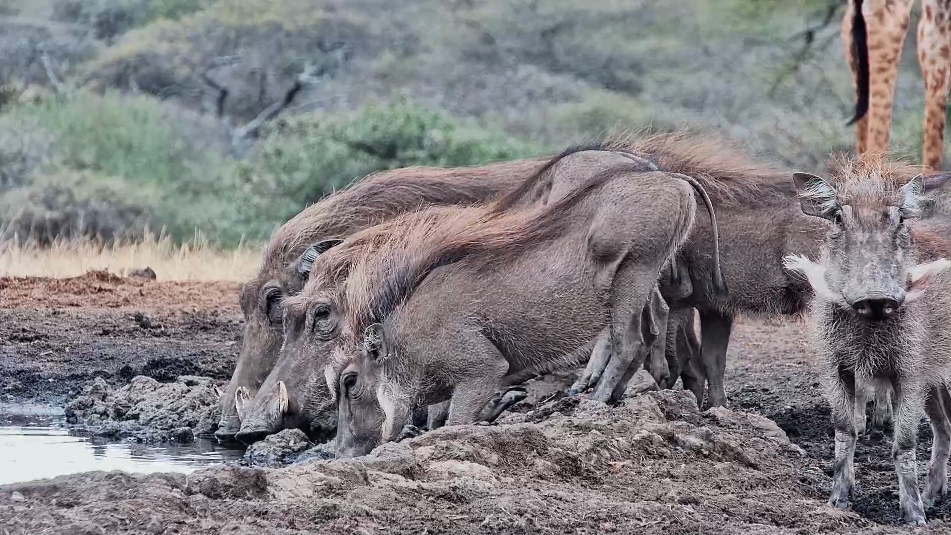 The Whole Warthog Family Was Thirsty
