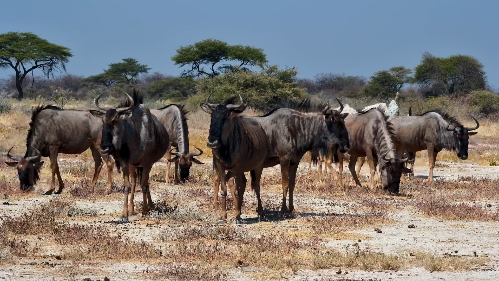 The Wildebeest Social Club