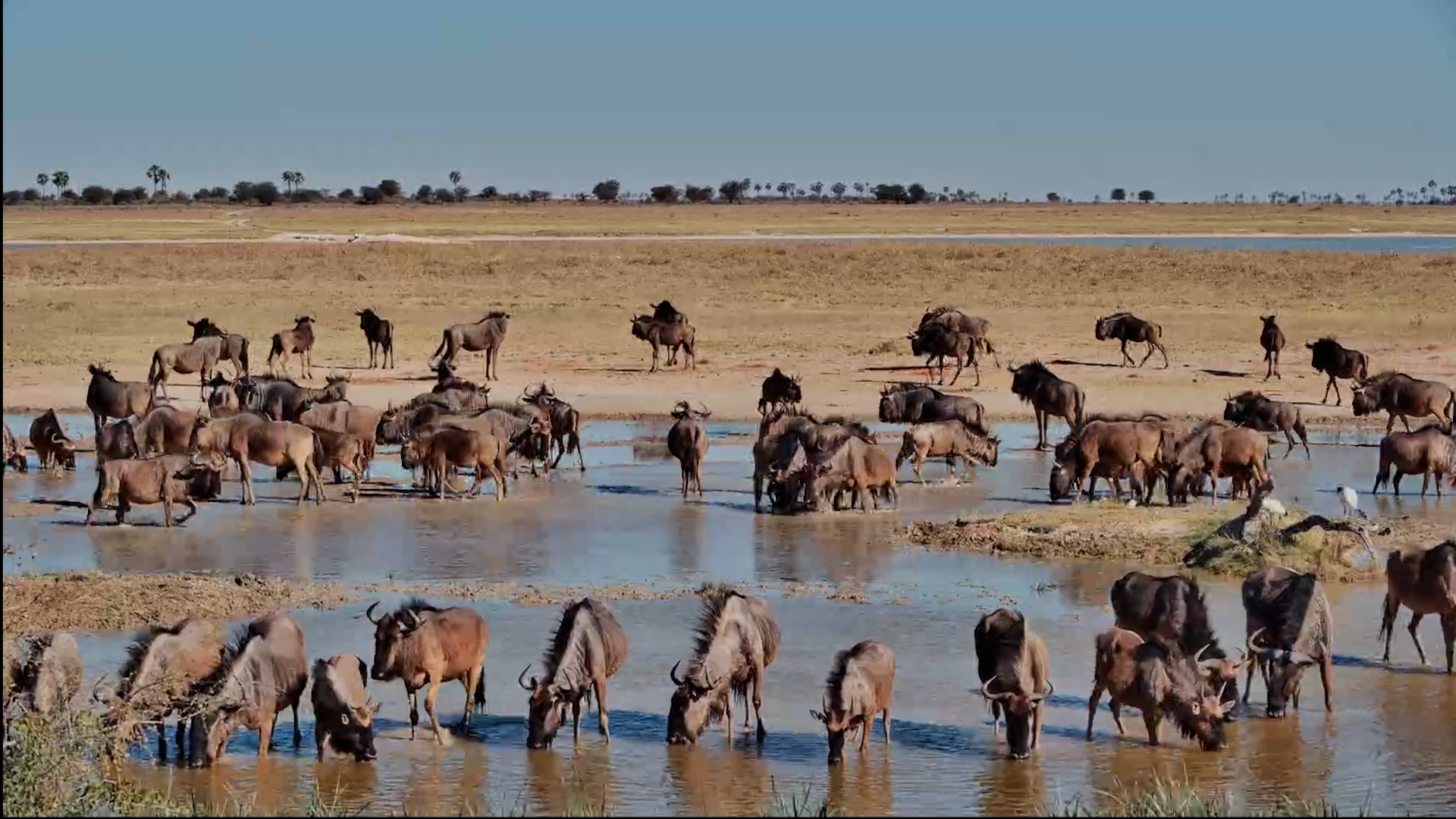 The Wildebeest Were in a Hurry!