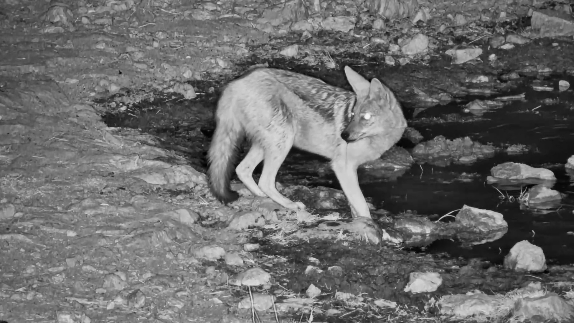A Silent Visitor in the Kalahari