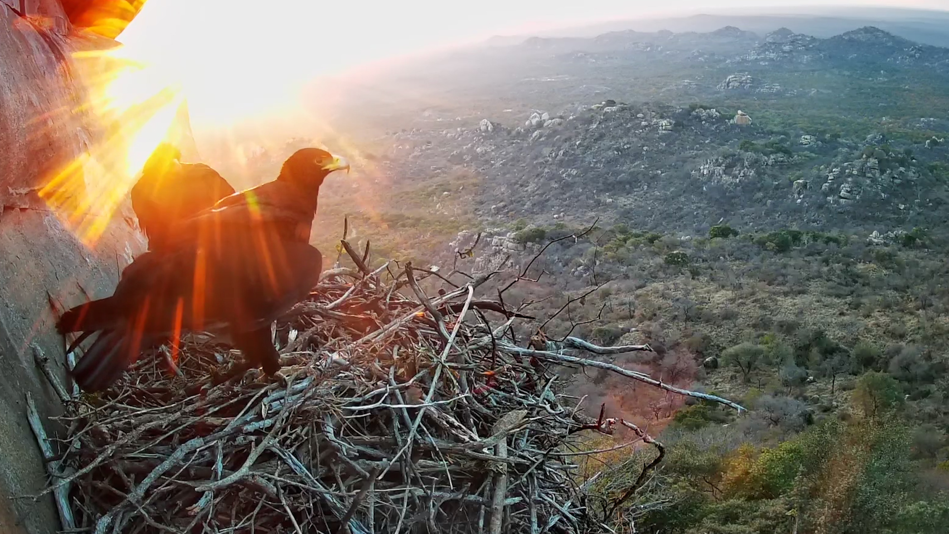 A New Day Begins at the Eagle Nest