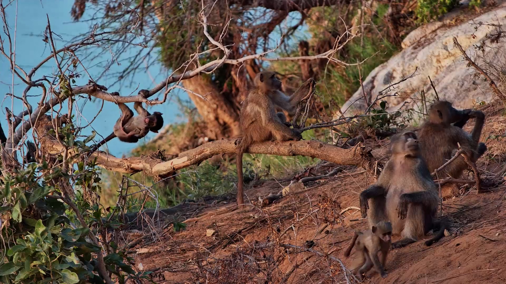 Baby Baboon's First Jump Doesn't Go to Plan