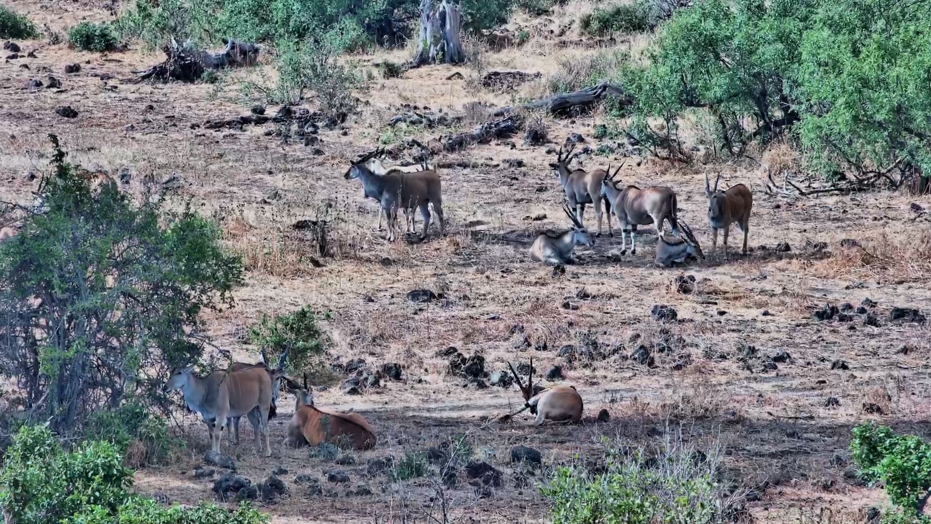 Africa's Largest Antelope at Rest