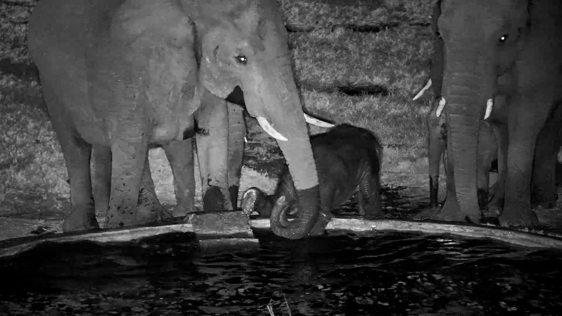 Baby Elephant Takes a Surprise Swim!