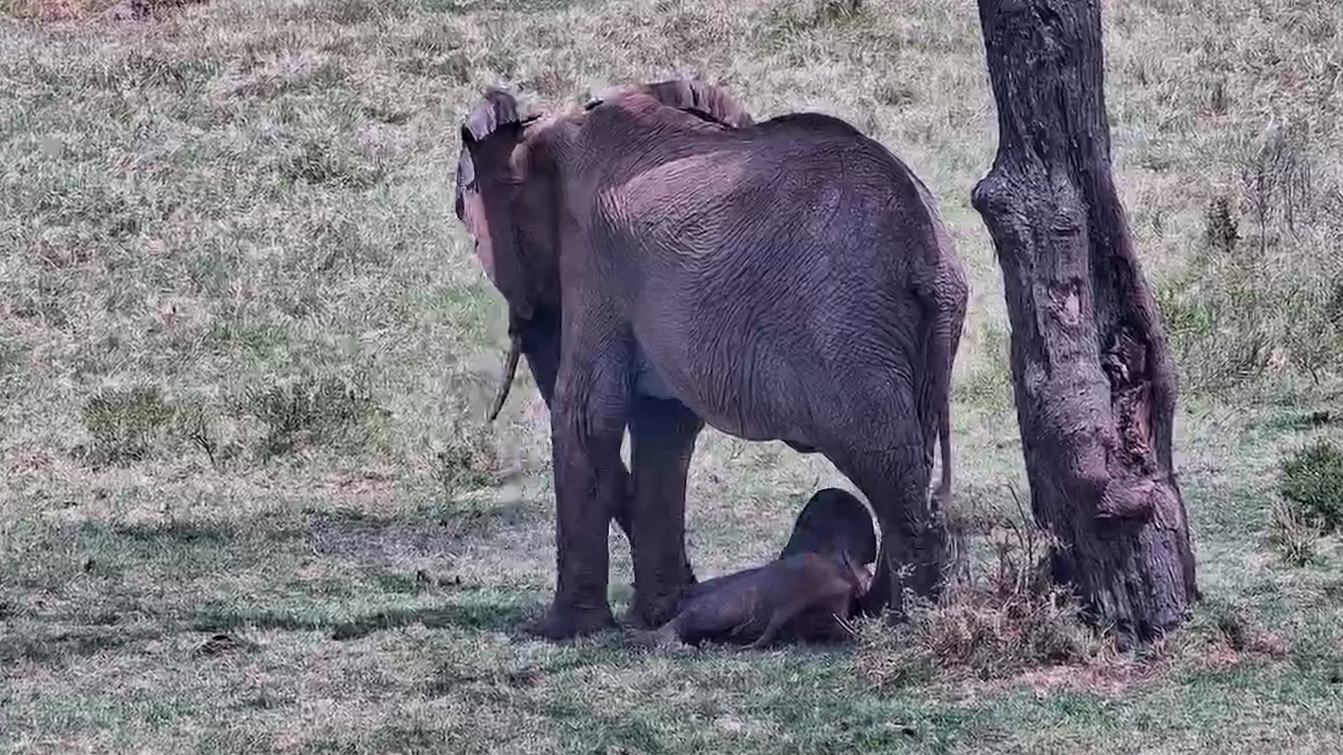 Too Sleepy to Stand