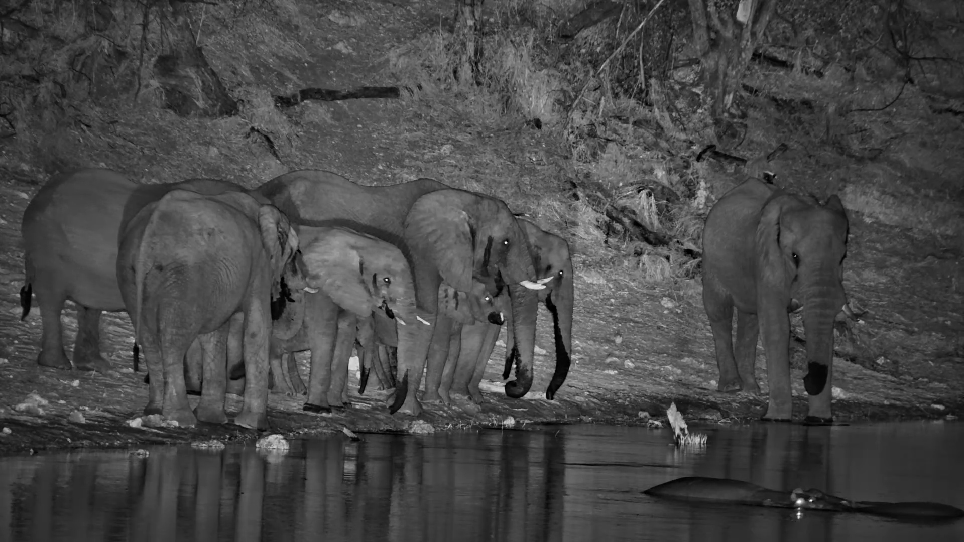 Elephants & Hippos After Dark