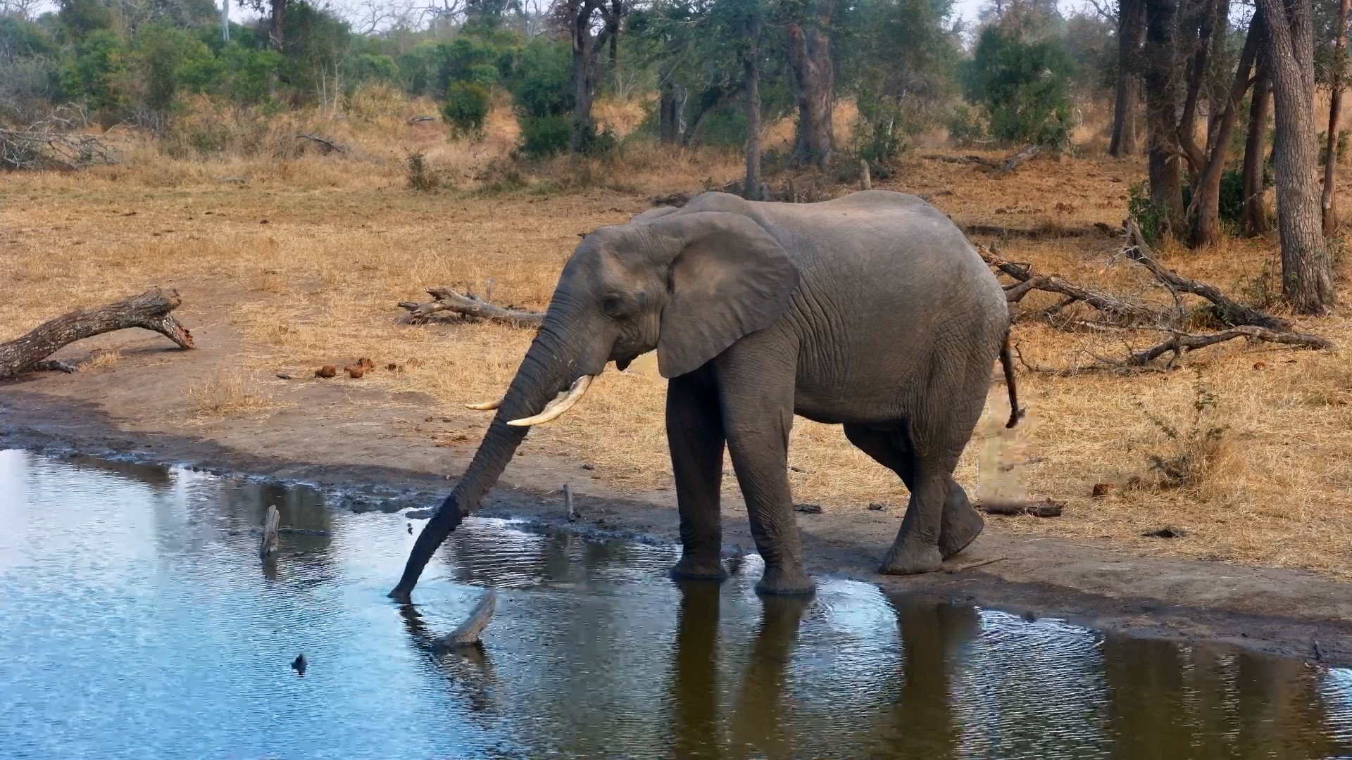 Elephant Stopped... Then Smelled the Air