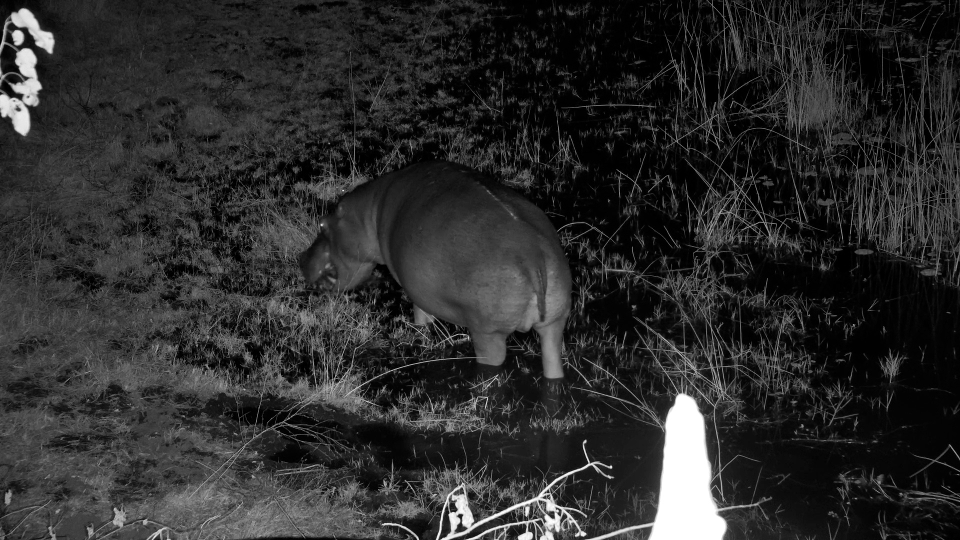 A Hippo's Late-Night Snack
