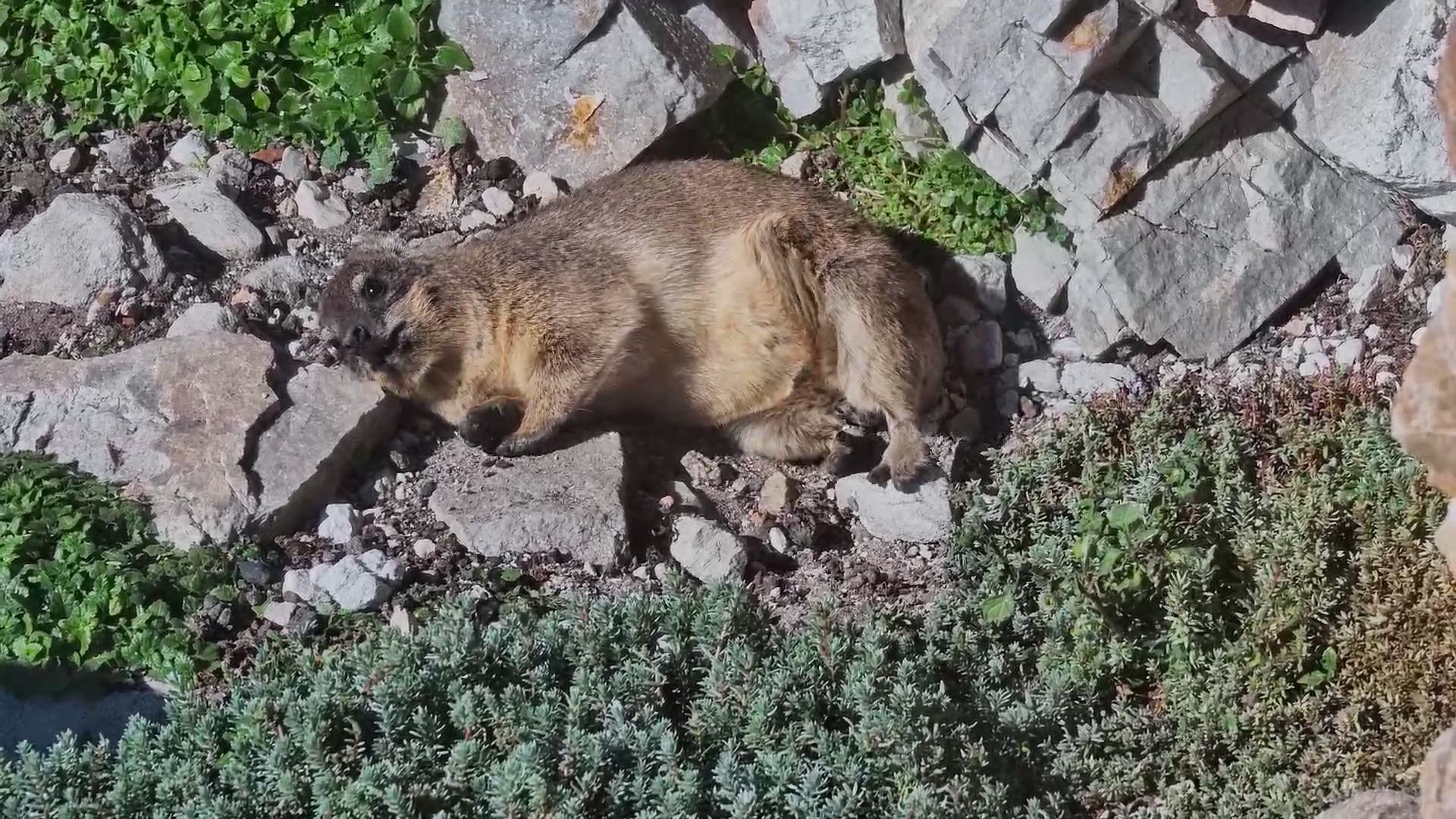 Professional Sunbather at Work