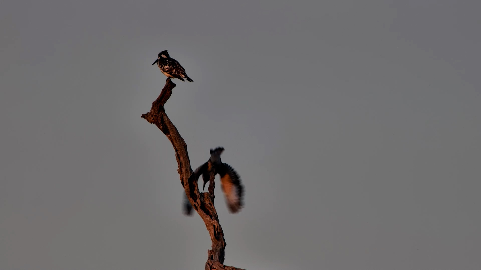 Perched... Watching... Waiting