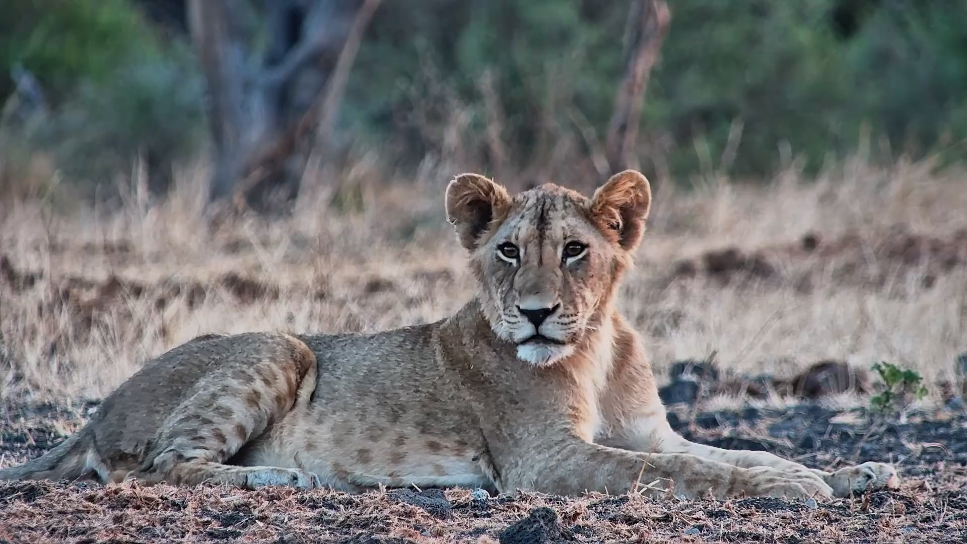 Just a Lion Cub Enjoying the Evening