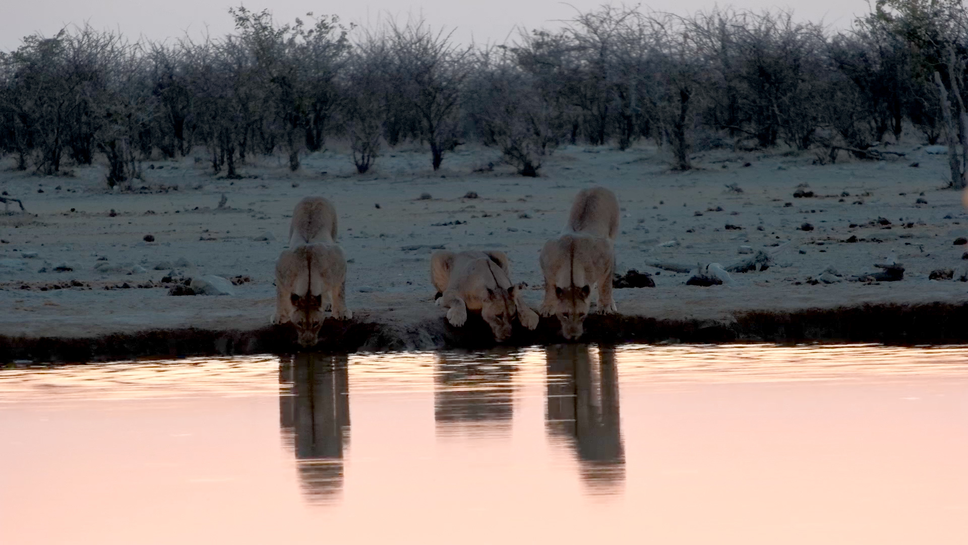 Lions Greet the Sunrise at Safarihoek