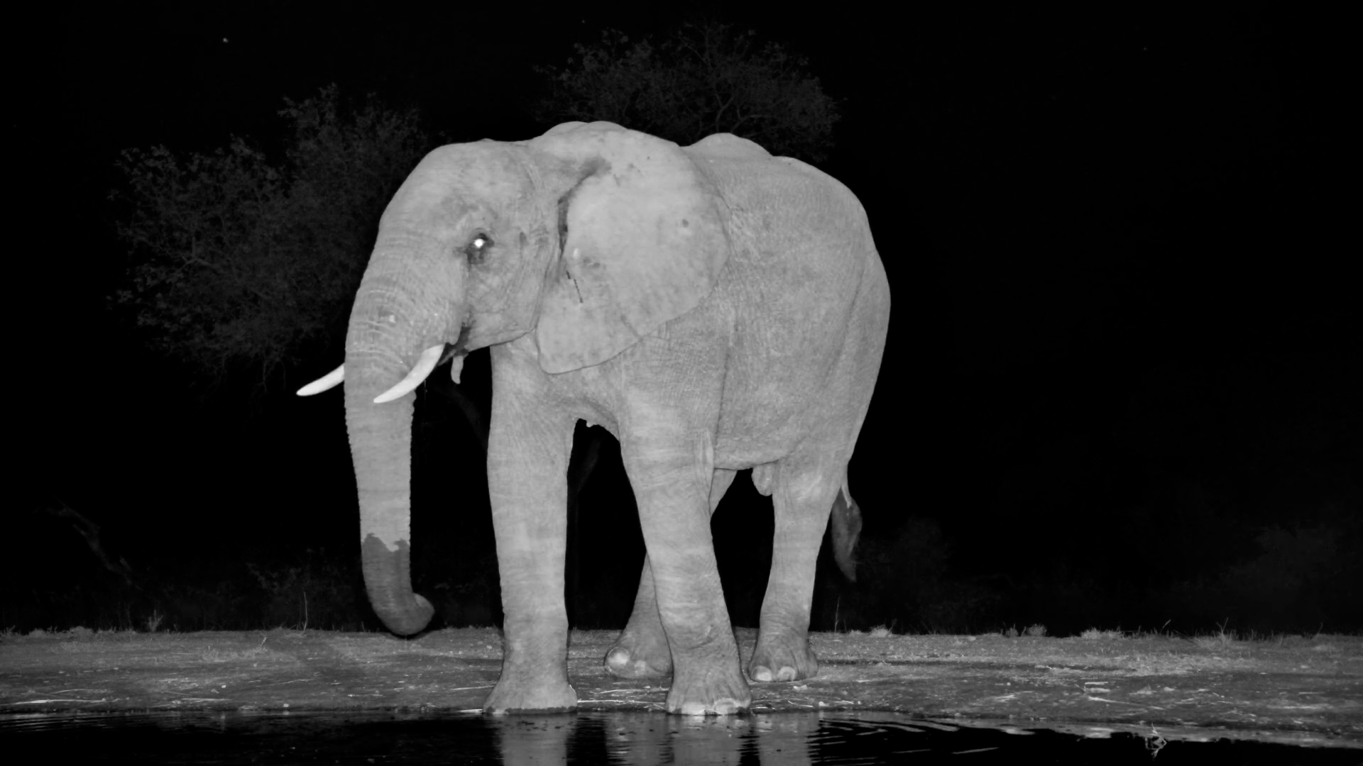 A Midnight Drink for a Giant