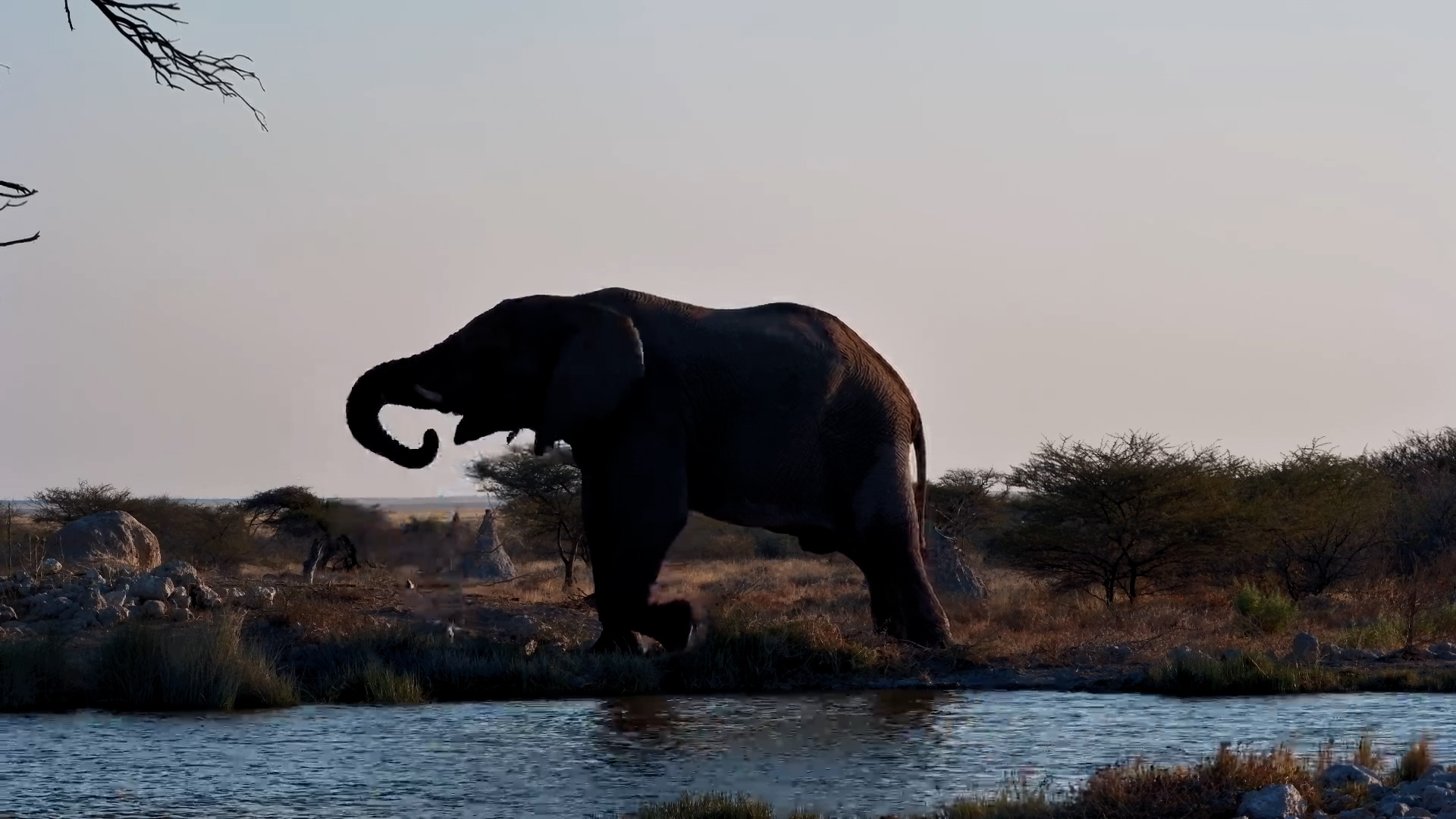An Elephant's Perfect Afternoon