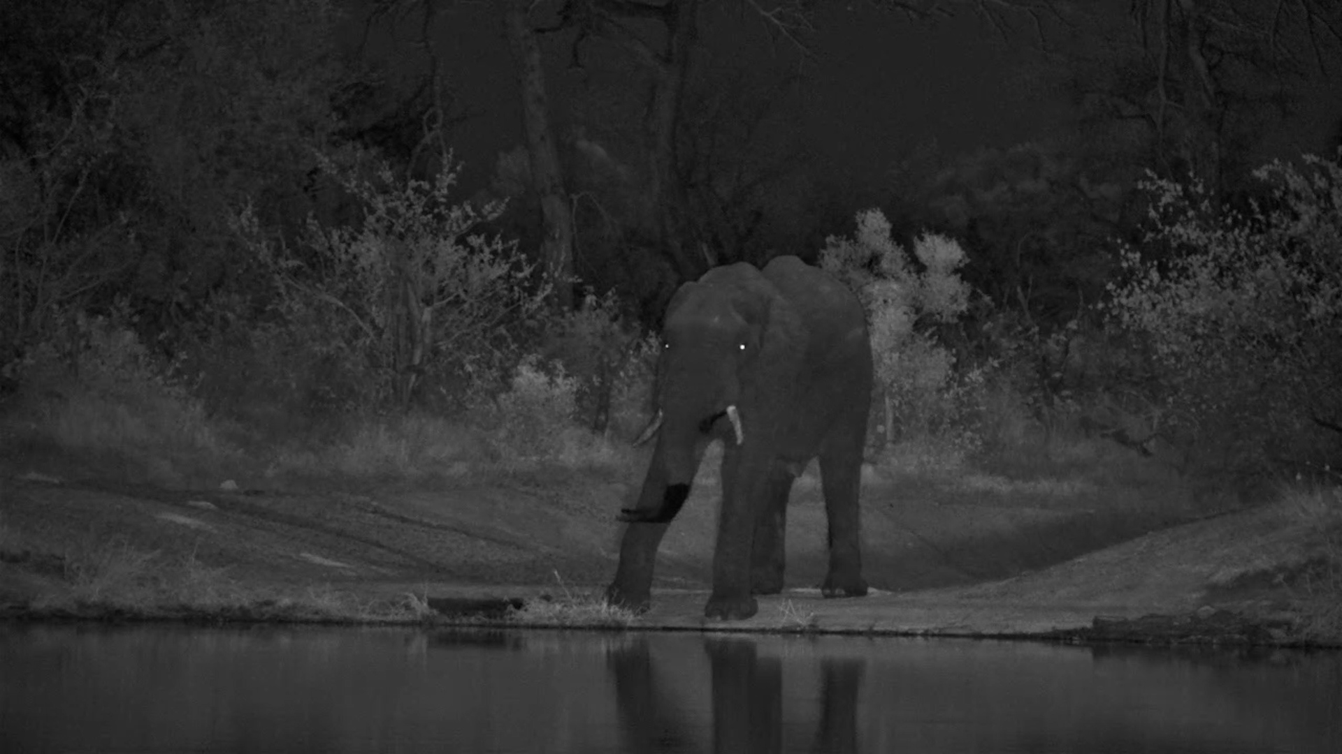 A Peaceful Night with an Elephant