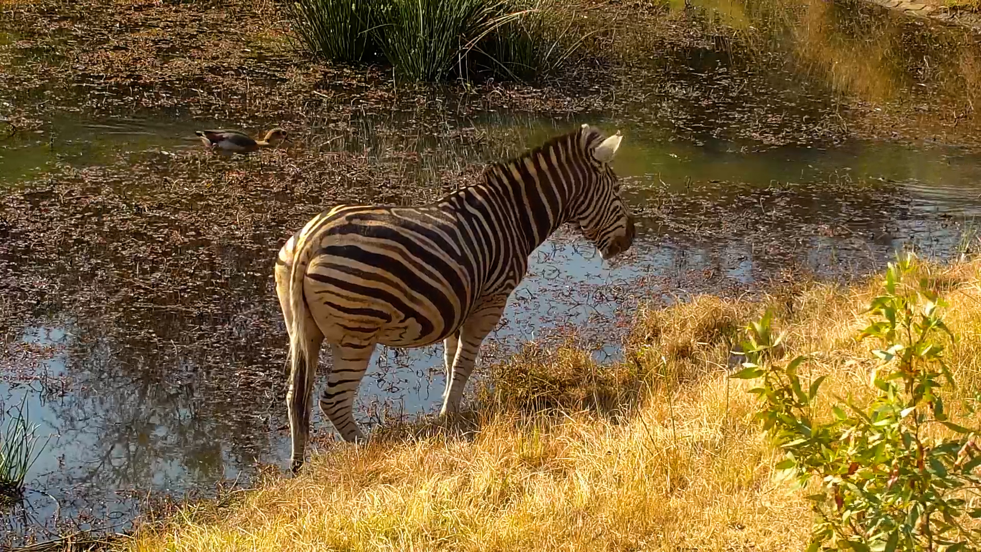 Just a Zebra Enjoying the Day