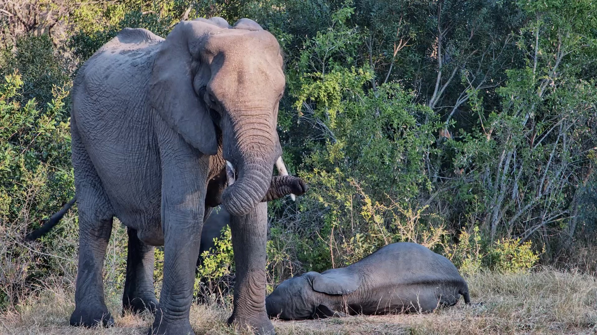 The Way She Protects Her Sleeping Calf...