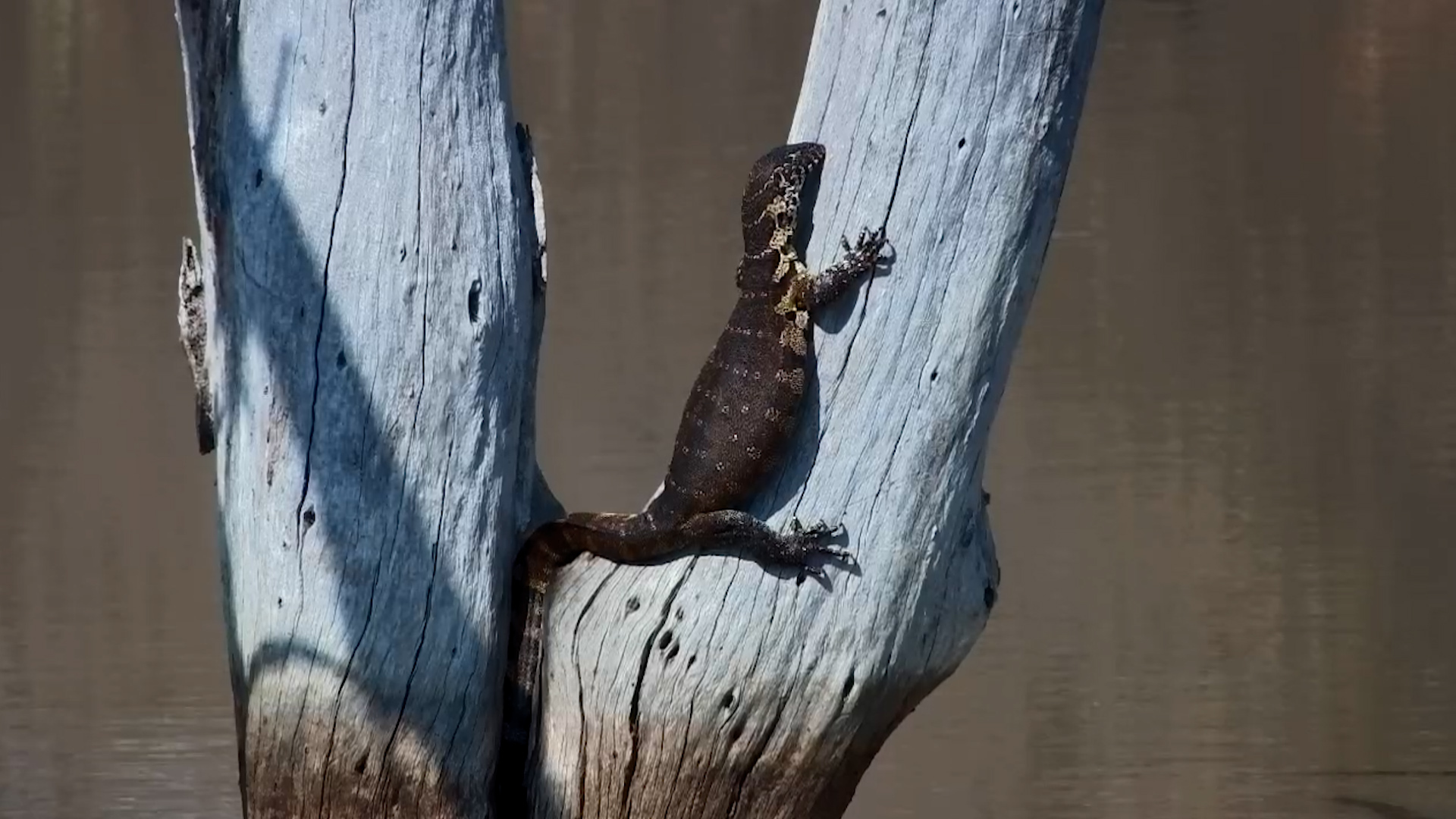 When the Tree Is Your Safe Place