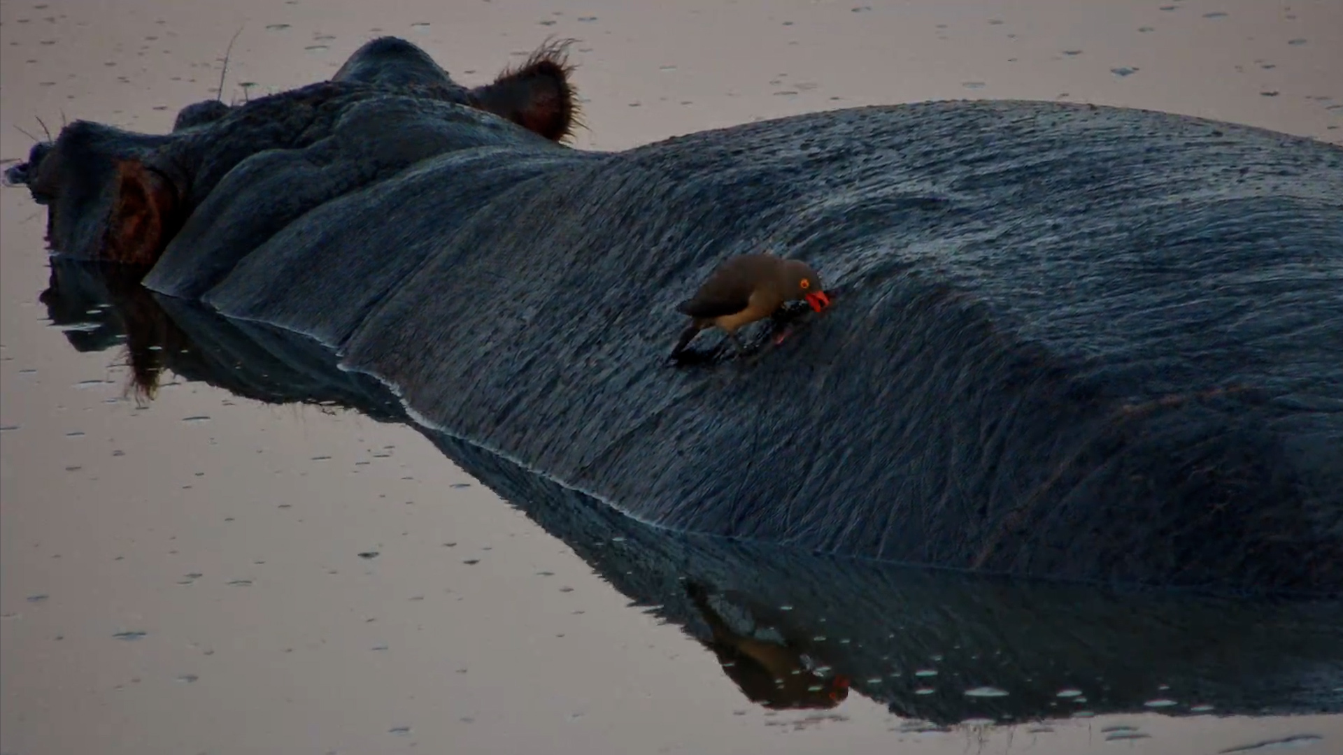Nature's Most Controversial Partnership