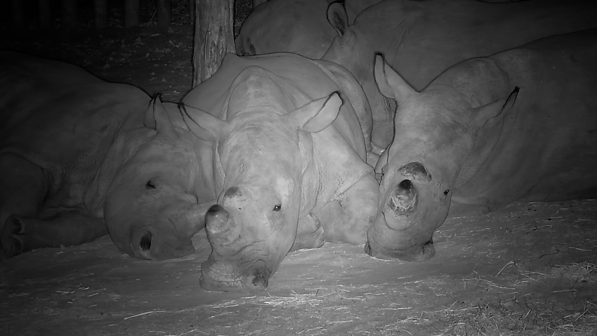 The Sleepiest Rhinos You'll See Today