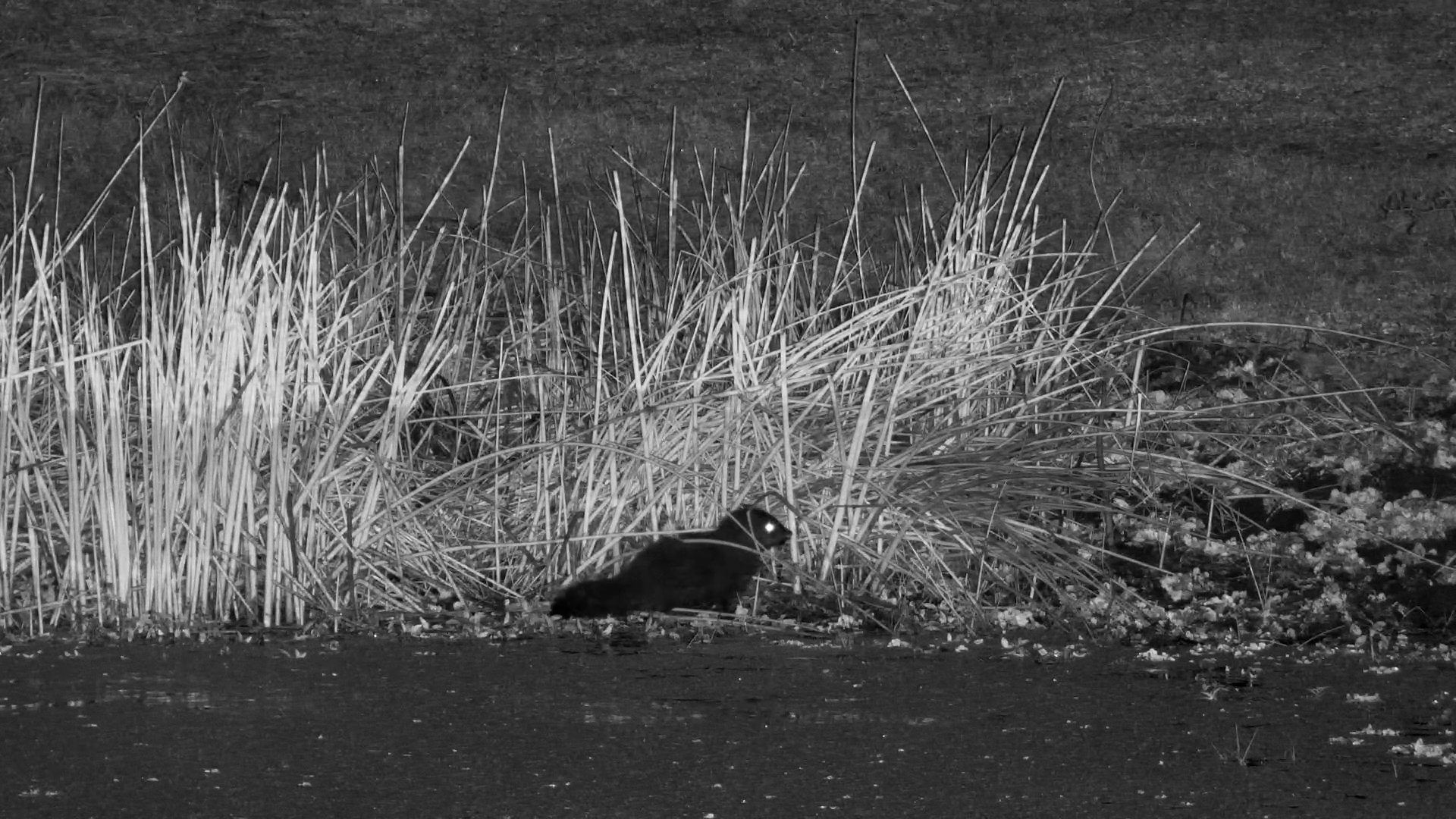 A Rare Water Mongoose After Dark