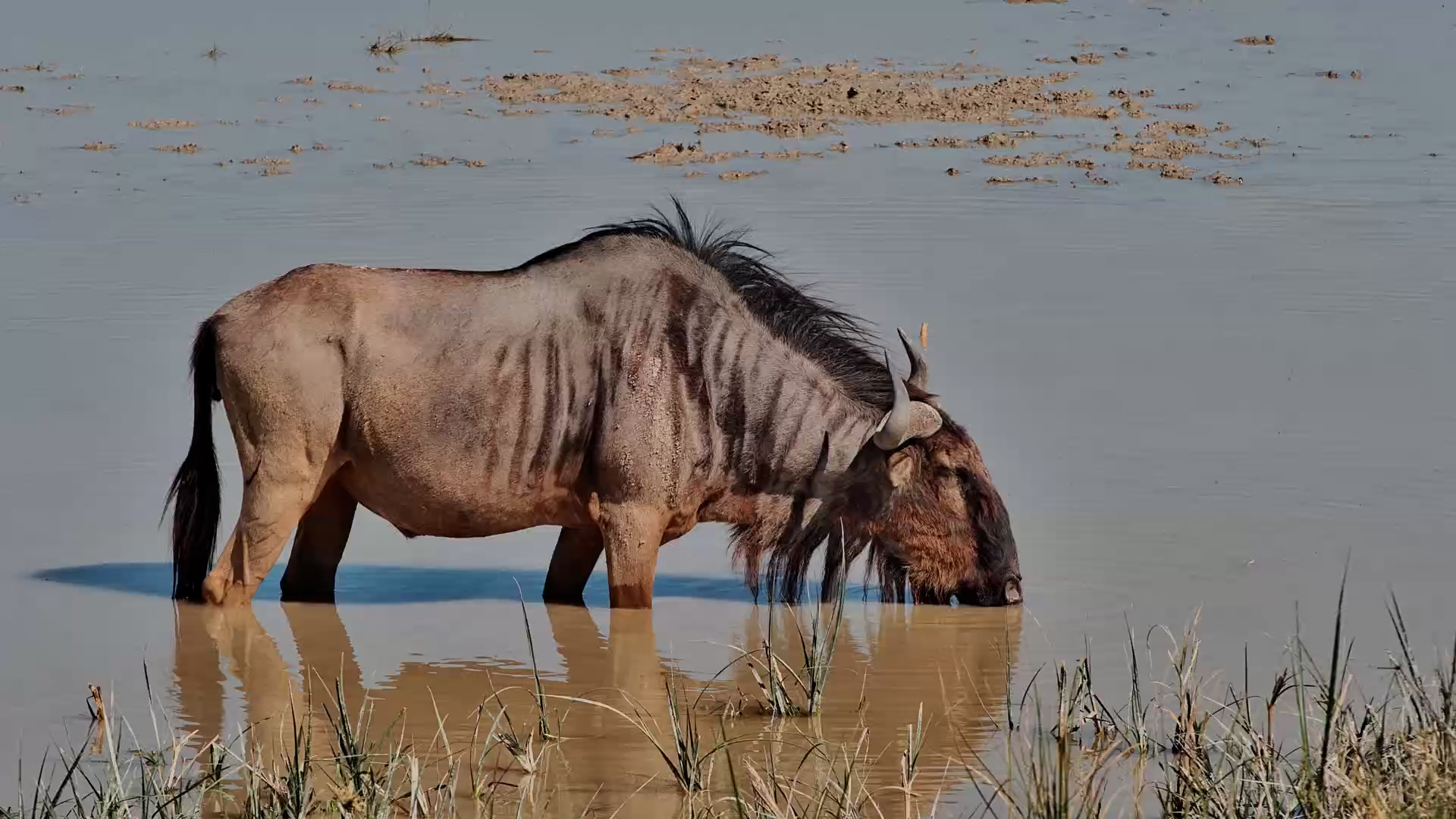 Just a Wildebeest Enjoying a Drink