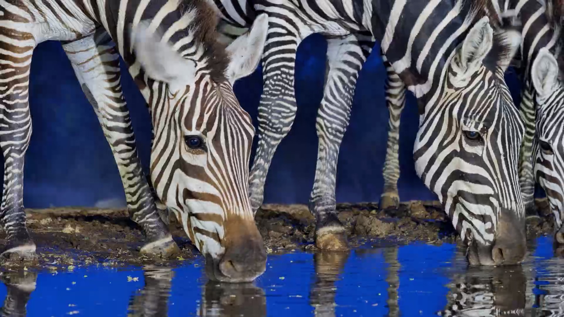 The Most Satisfying Zebra Drink