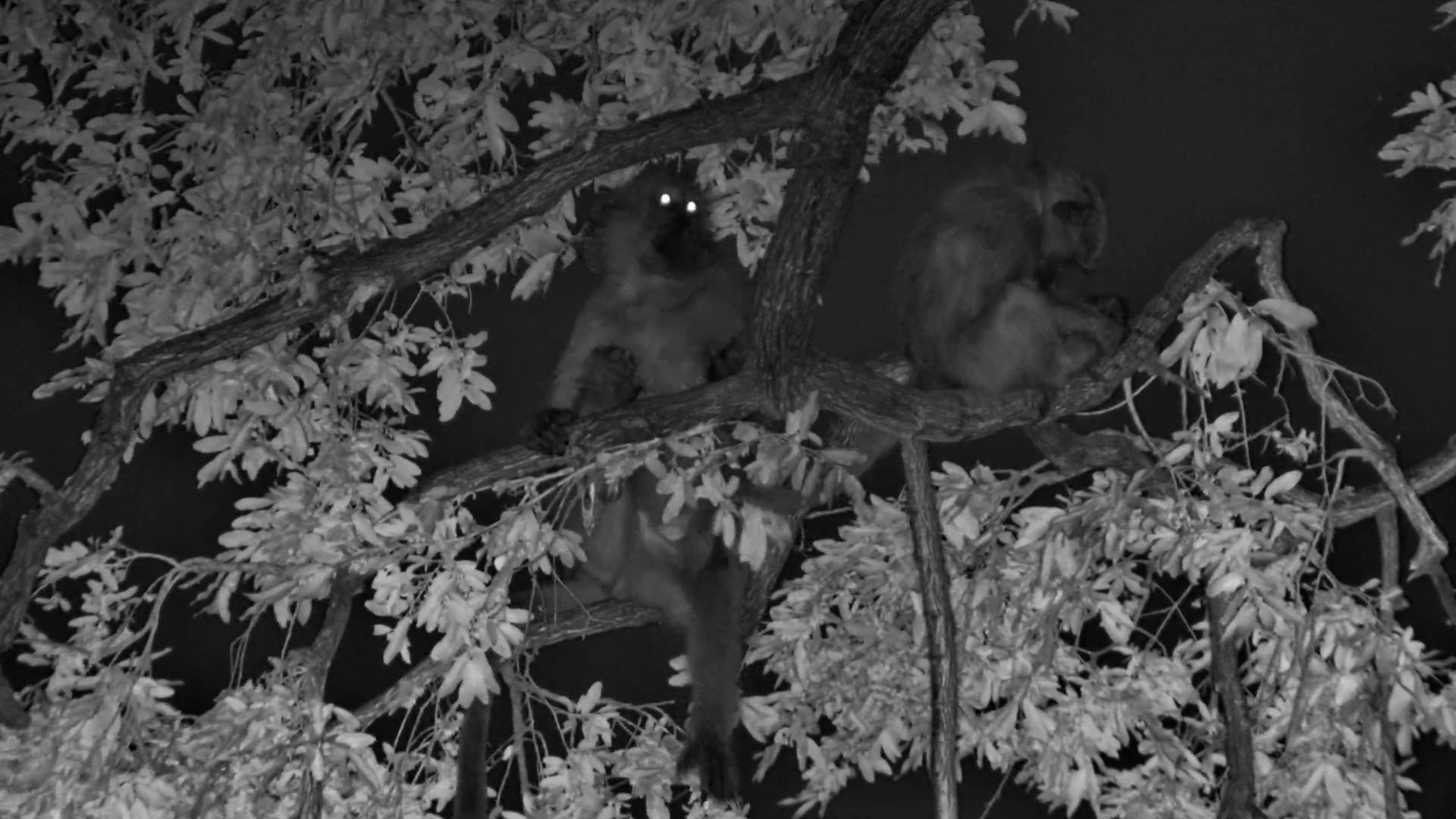 Sleepy Baboons Stir as the Birds Begin to Sing