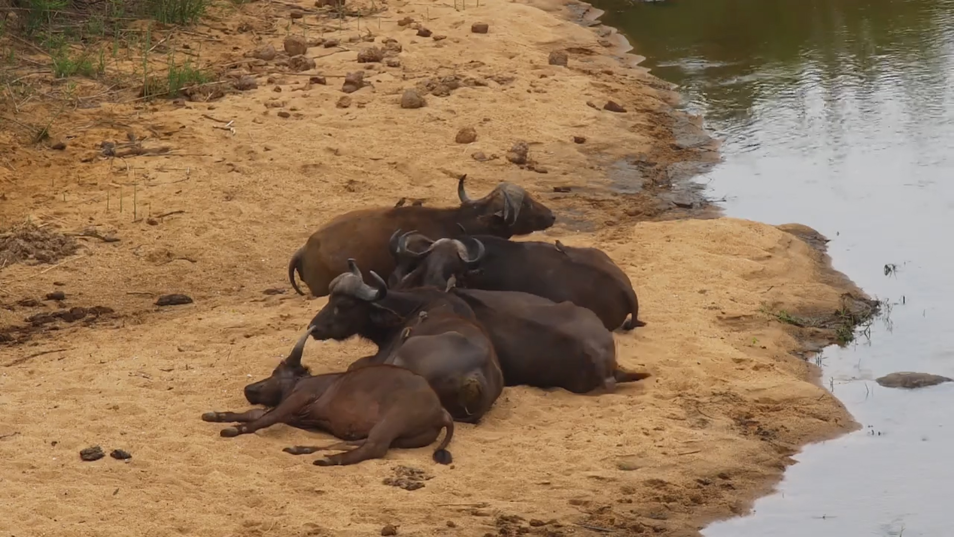 Beach Day for Buffalo | Relaxing on the Riverbank