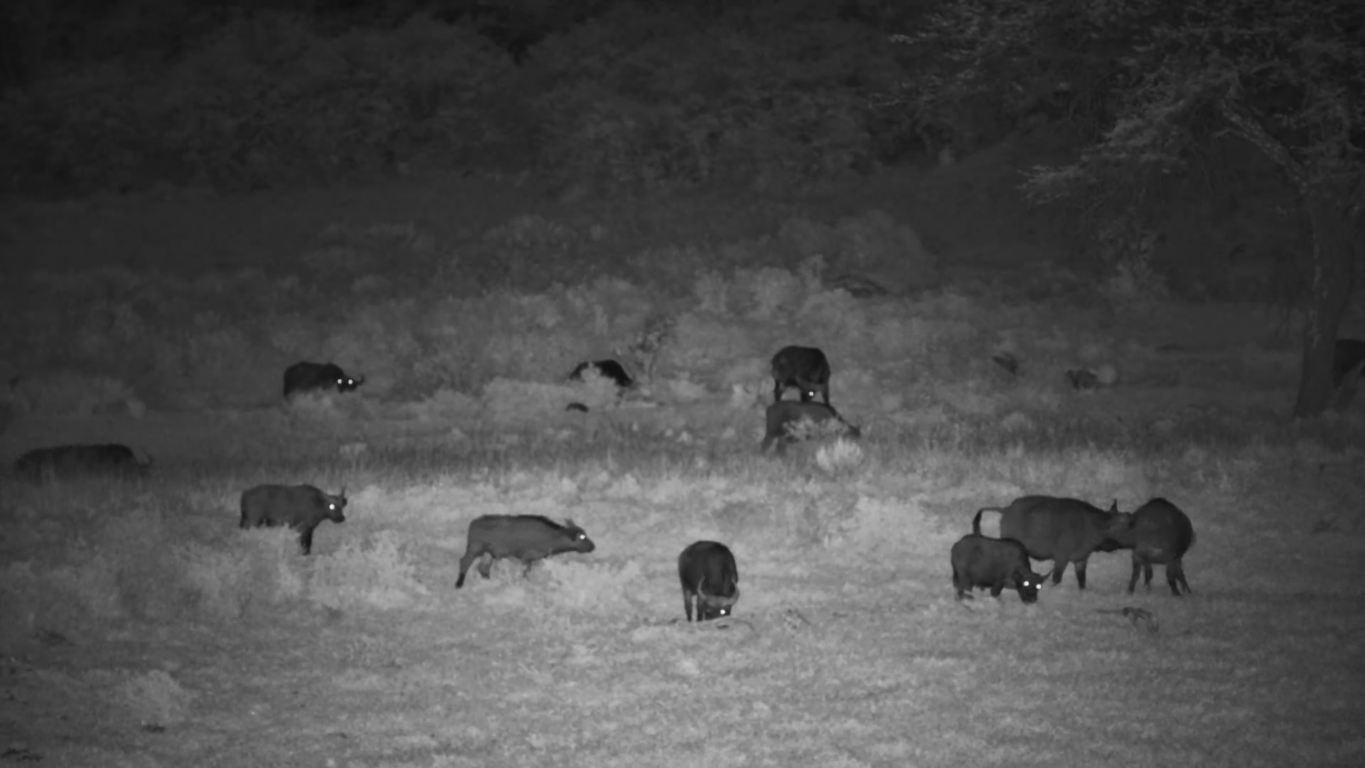Buffalos Grazing in the Mara