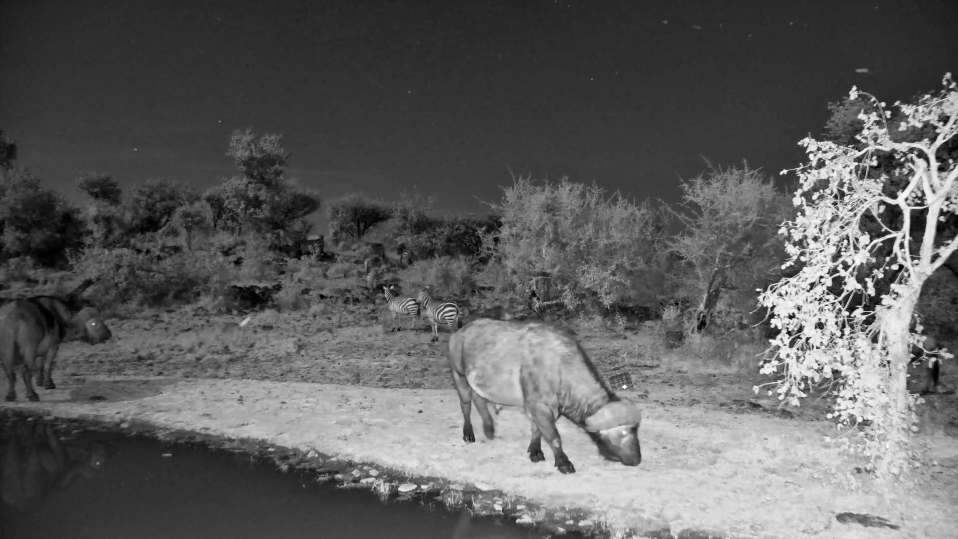 Wildlife After Hours | Pregnant Hyena Among the Herds