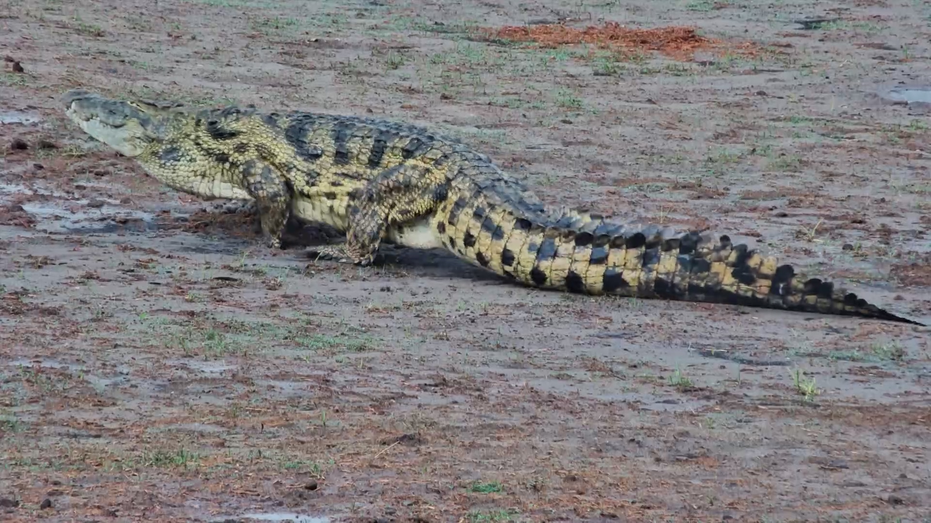 Crocodile Takes a Morning Walk