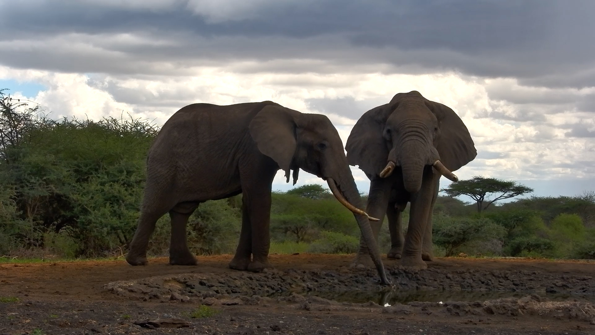 Elephant Bulls and Eland at the Waterhole