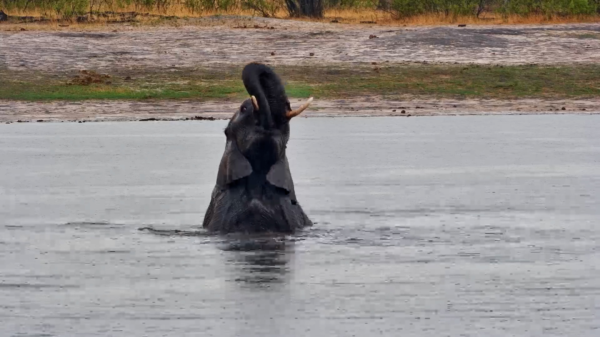 Elephant Enjoys Rainy Day Swim