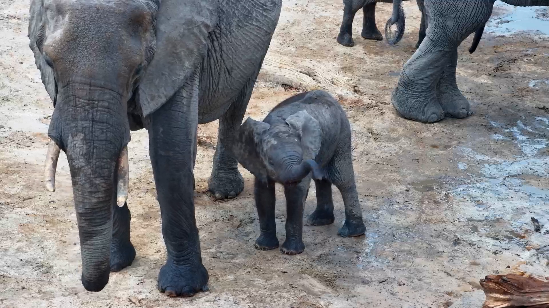 Elephant Calf Enjoys a Day at the Well