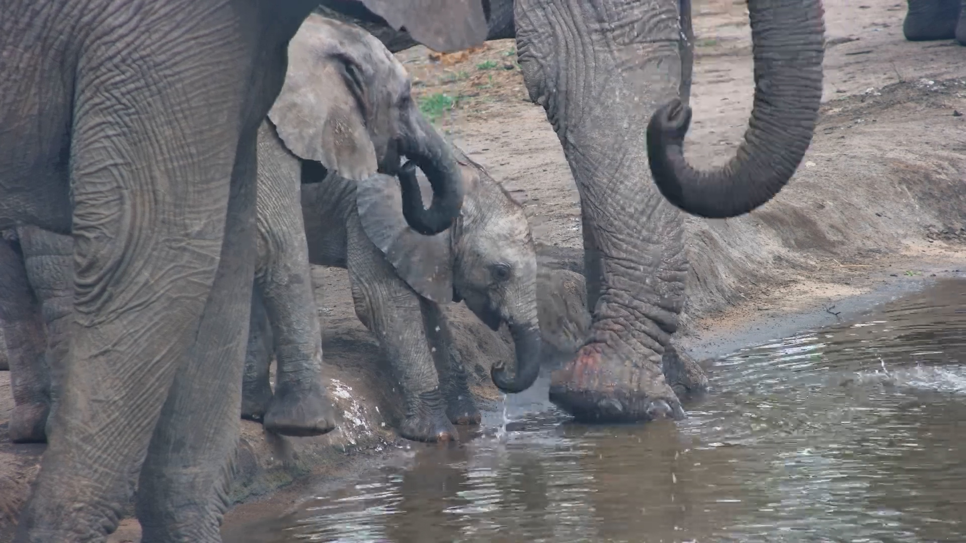 Cuteness Overload | Elephant Calves Steal the Show