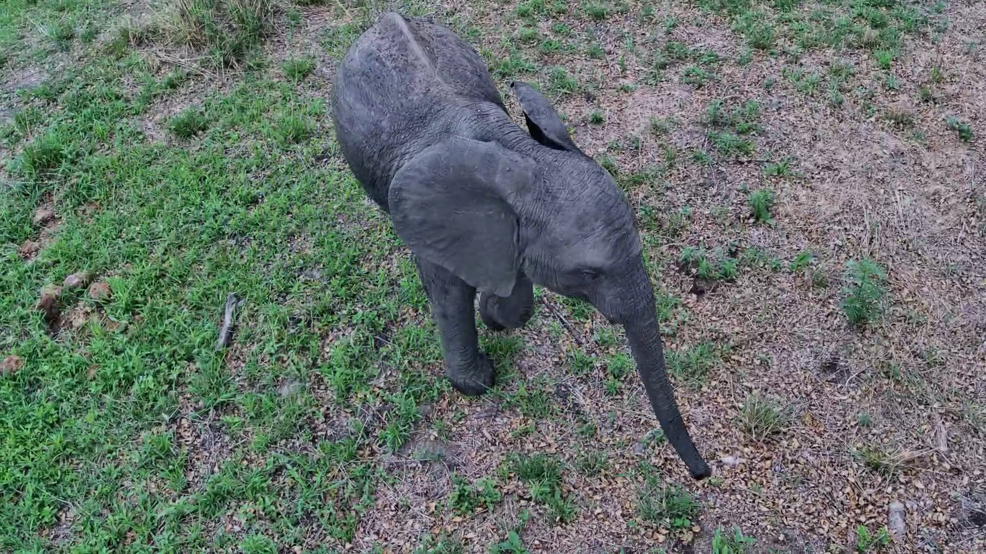 Elephants Feeding Beside Roy’s Dam