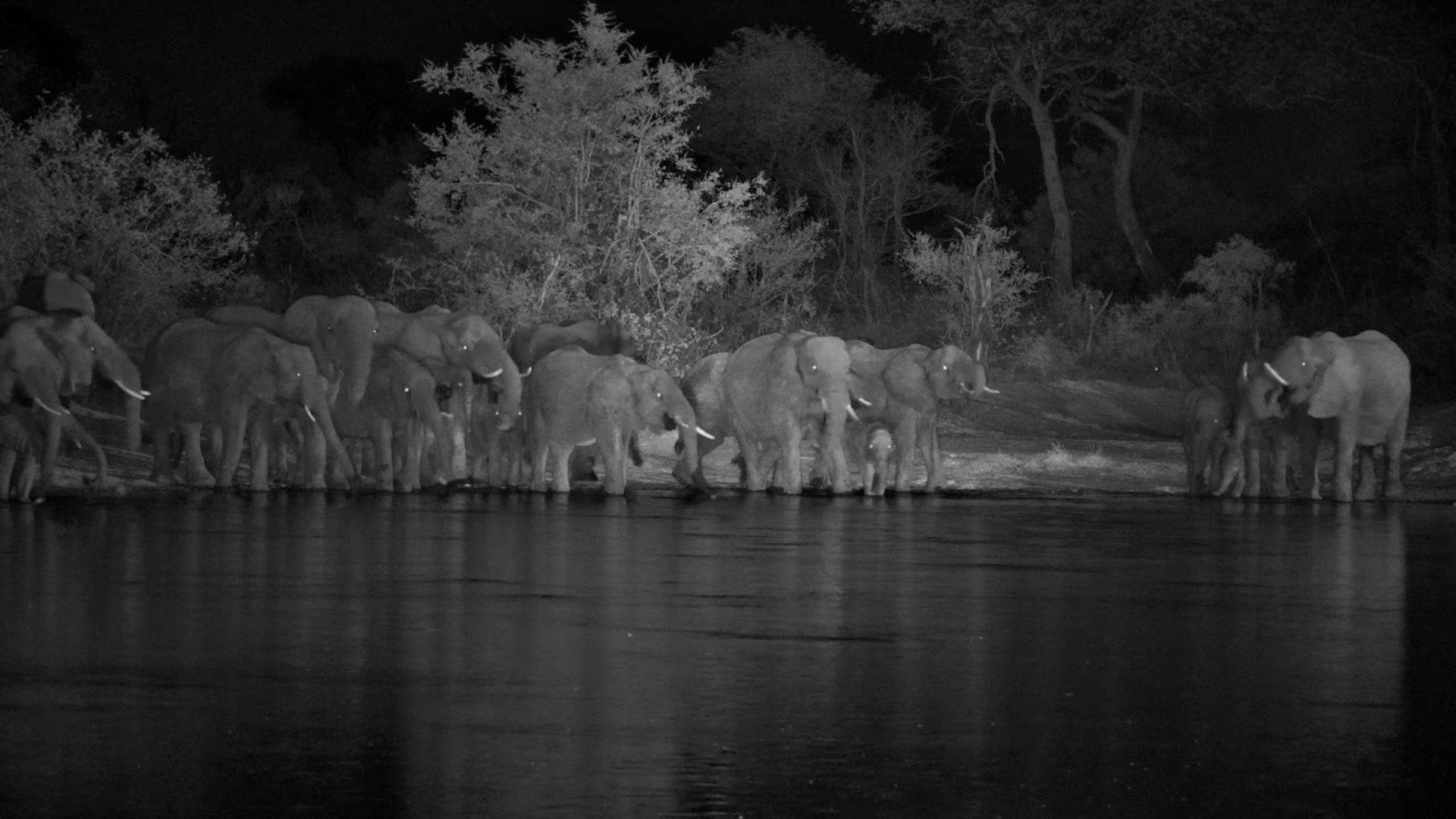 After Dark at the Waterhole | Elephants at Simbavati
