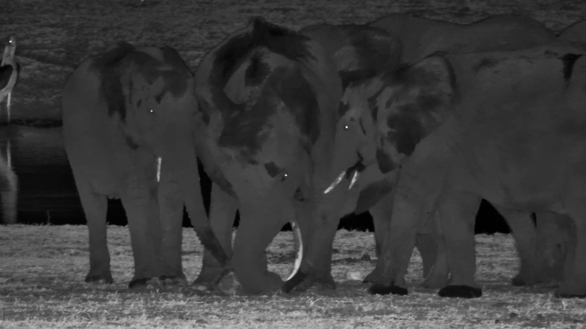 Rainy Night Rendezvous | Elephants at the Salt Block