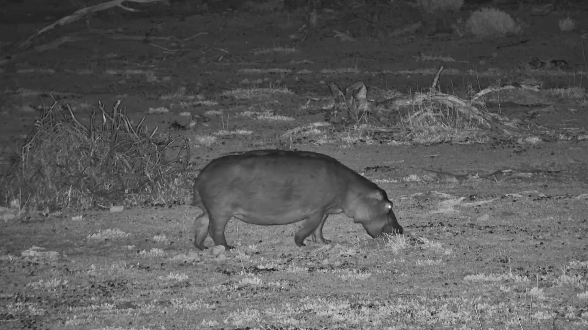 Hippo Grazes Alone at Moela