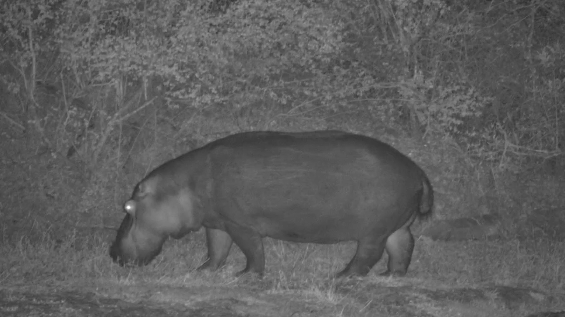 Hippo Out of the Water