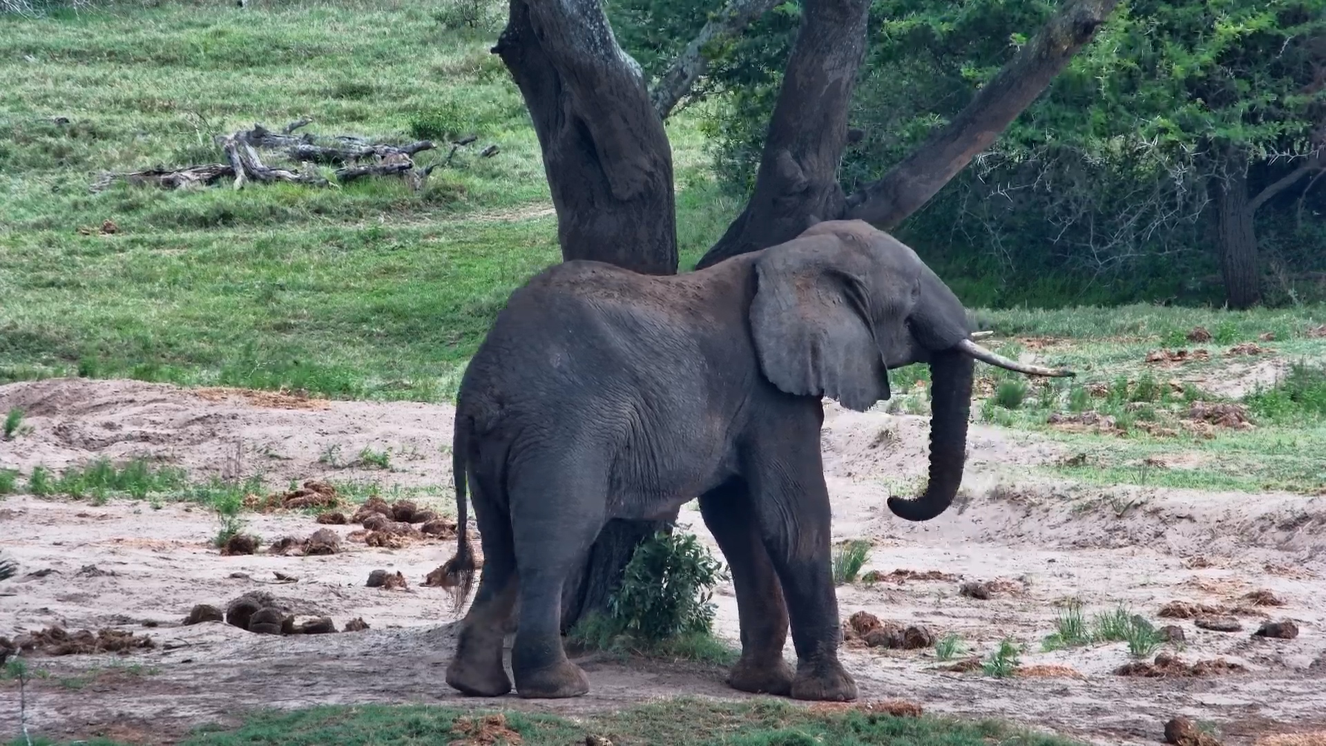 Elephant Rubs Against a Tree