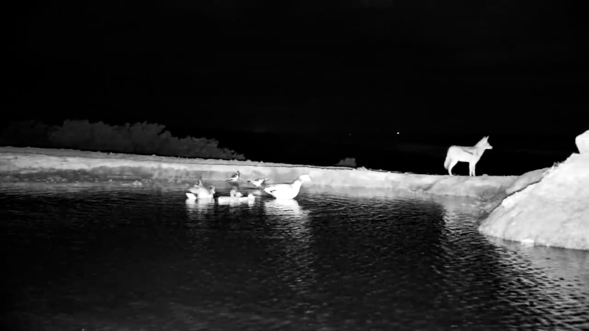 Geese Confront Jackal at Founders Waterhole