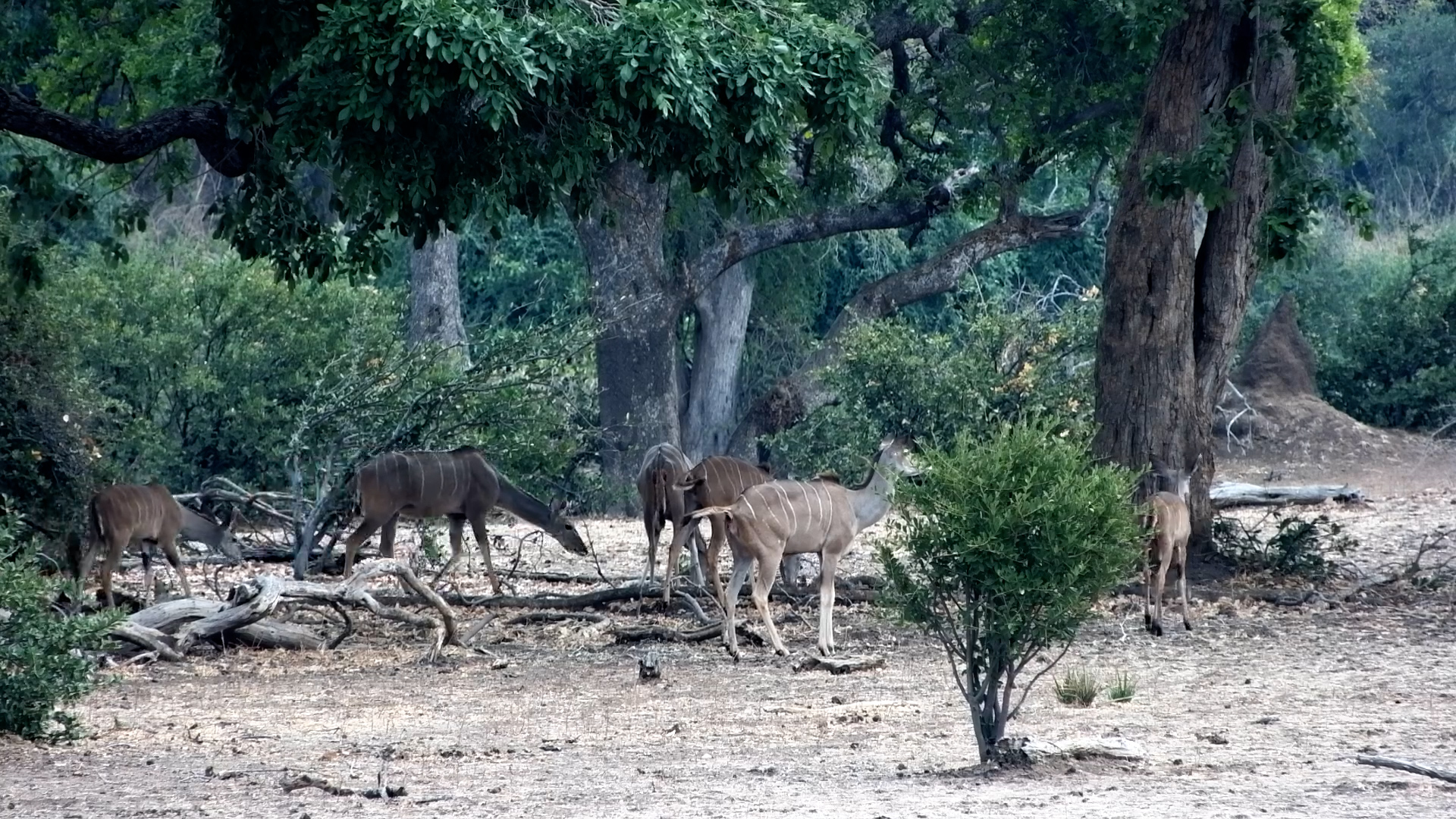 Kudu Herd on the Zambezi Banks