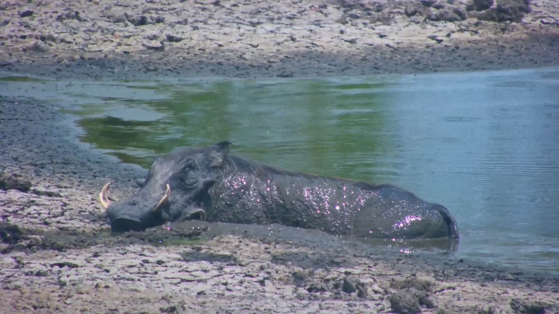 Warthog Enjoys a Soak at Twin Pan