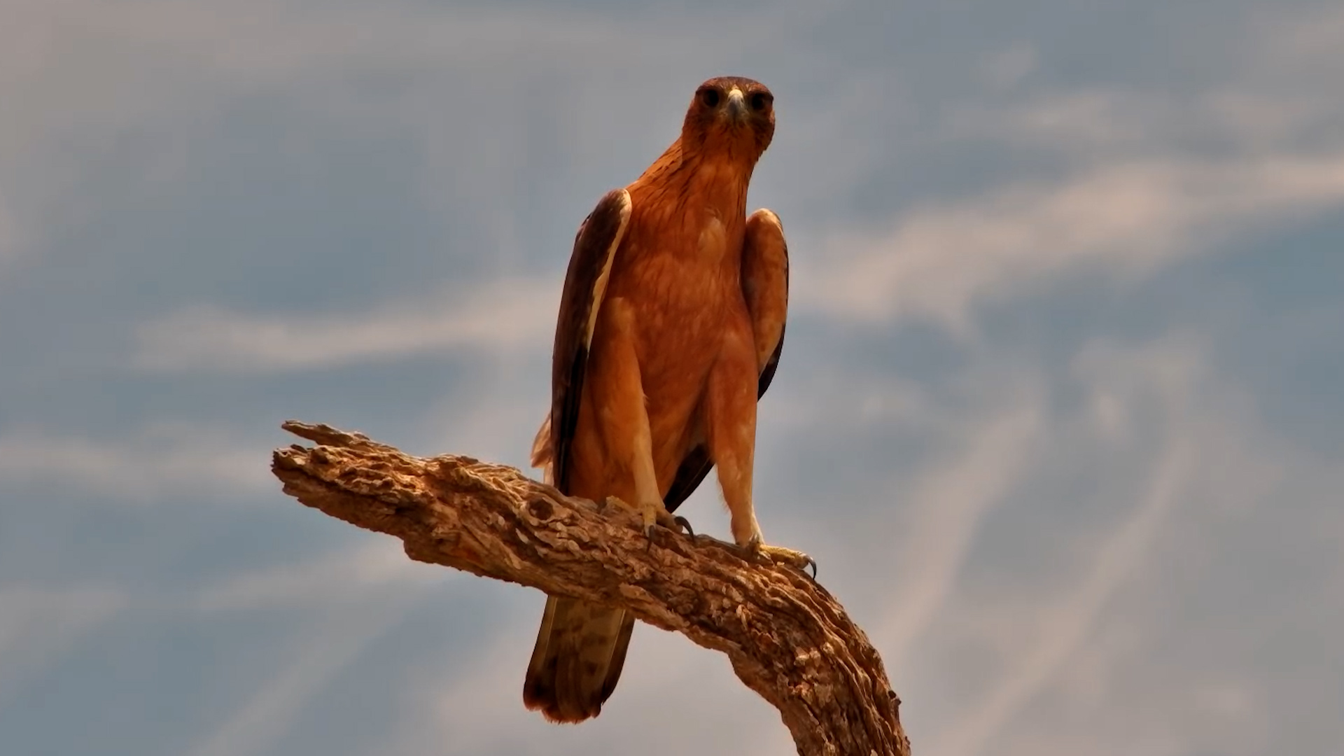 Juvenile African Hawk Eagle on Watch