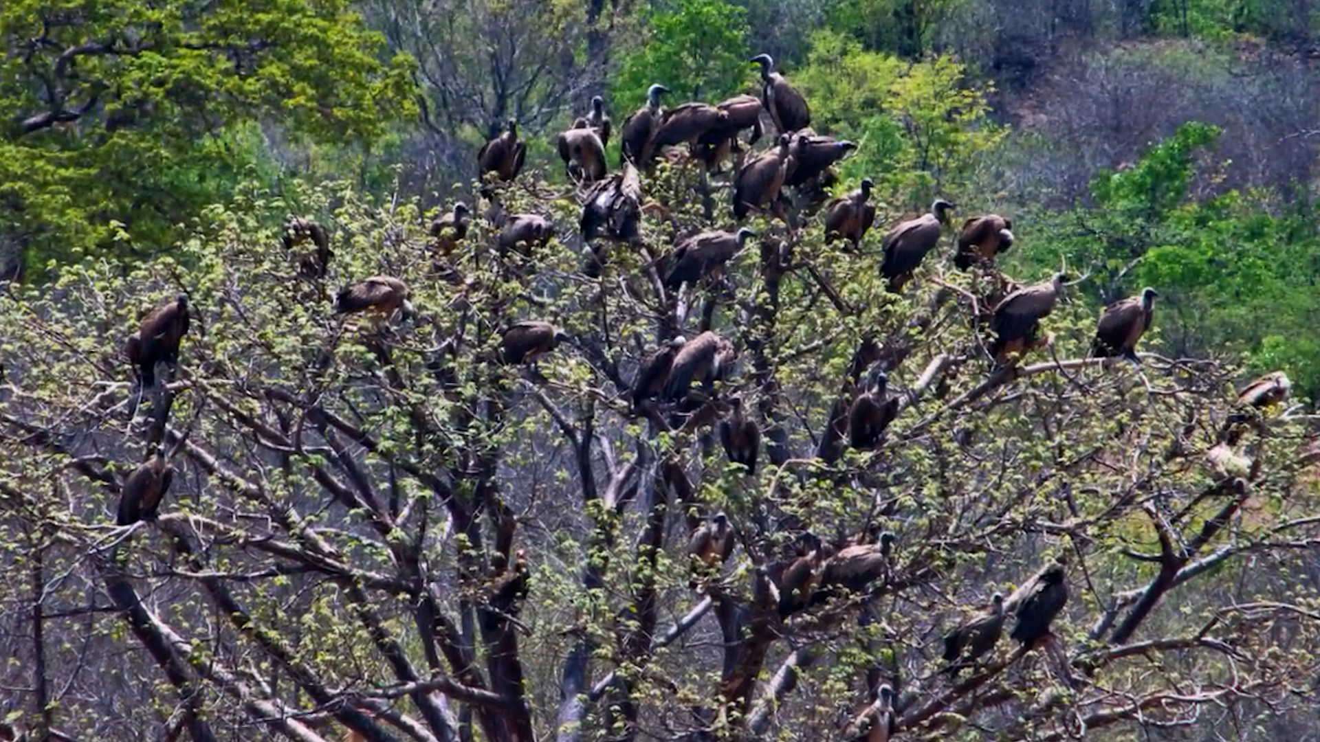 Vultures Resting in a Tree